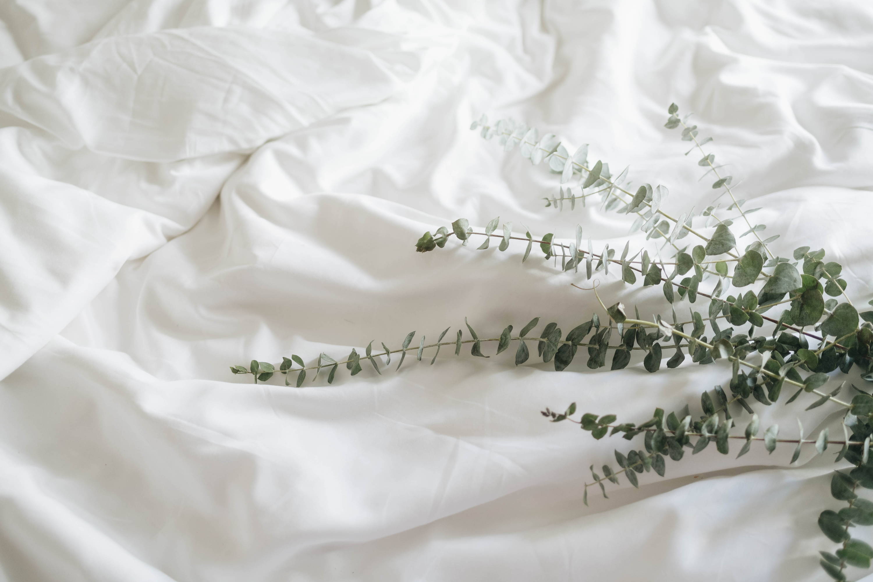 Why "Eucalyptus" Tencel Sheets