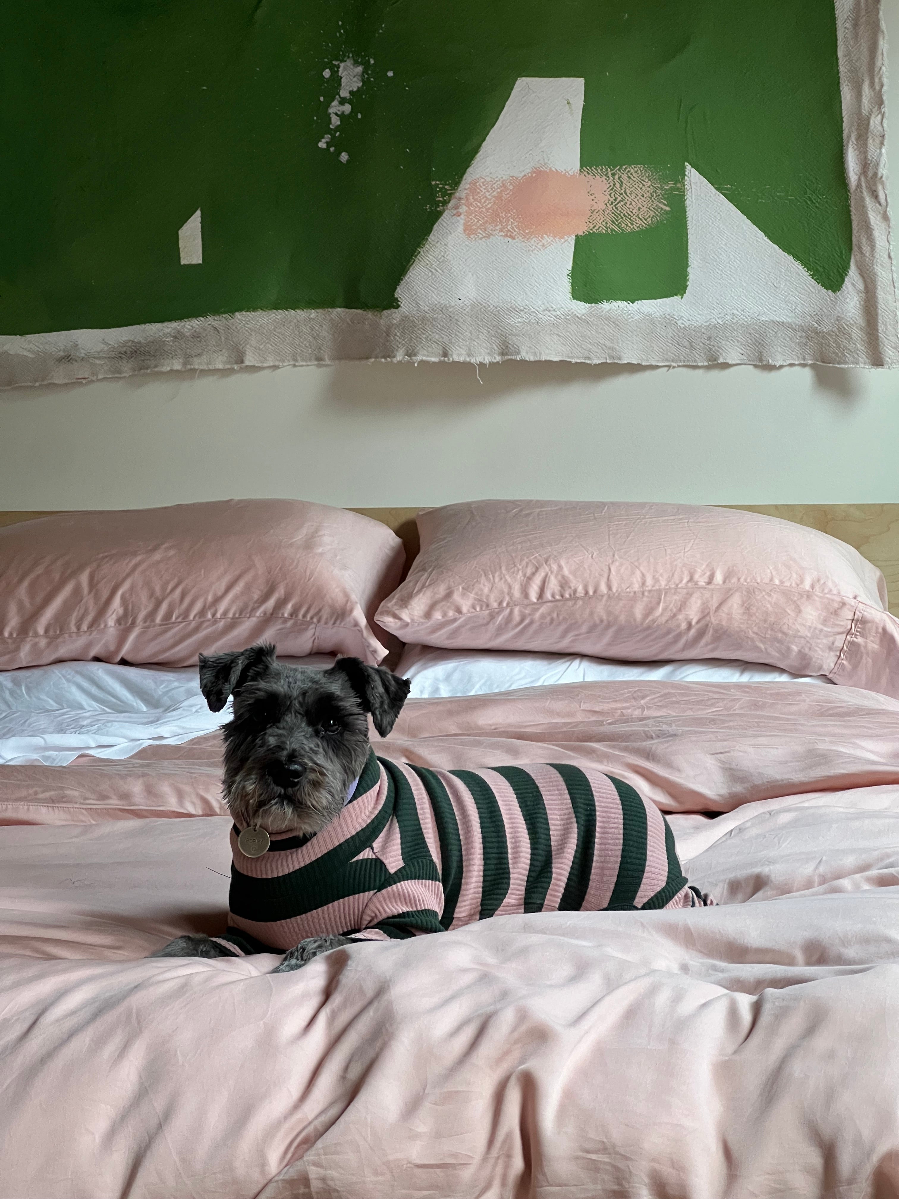 Small dog lounging on blush pink eucalyptus TENCEL™ bed sheets by Eucalypso, soft breathable bedding in a modern bedroom