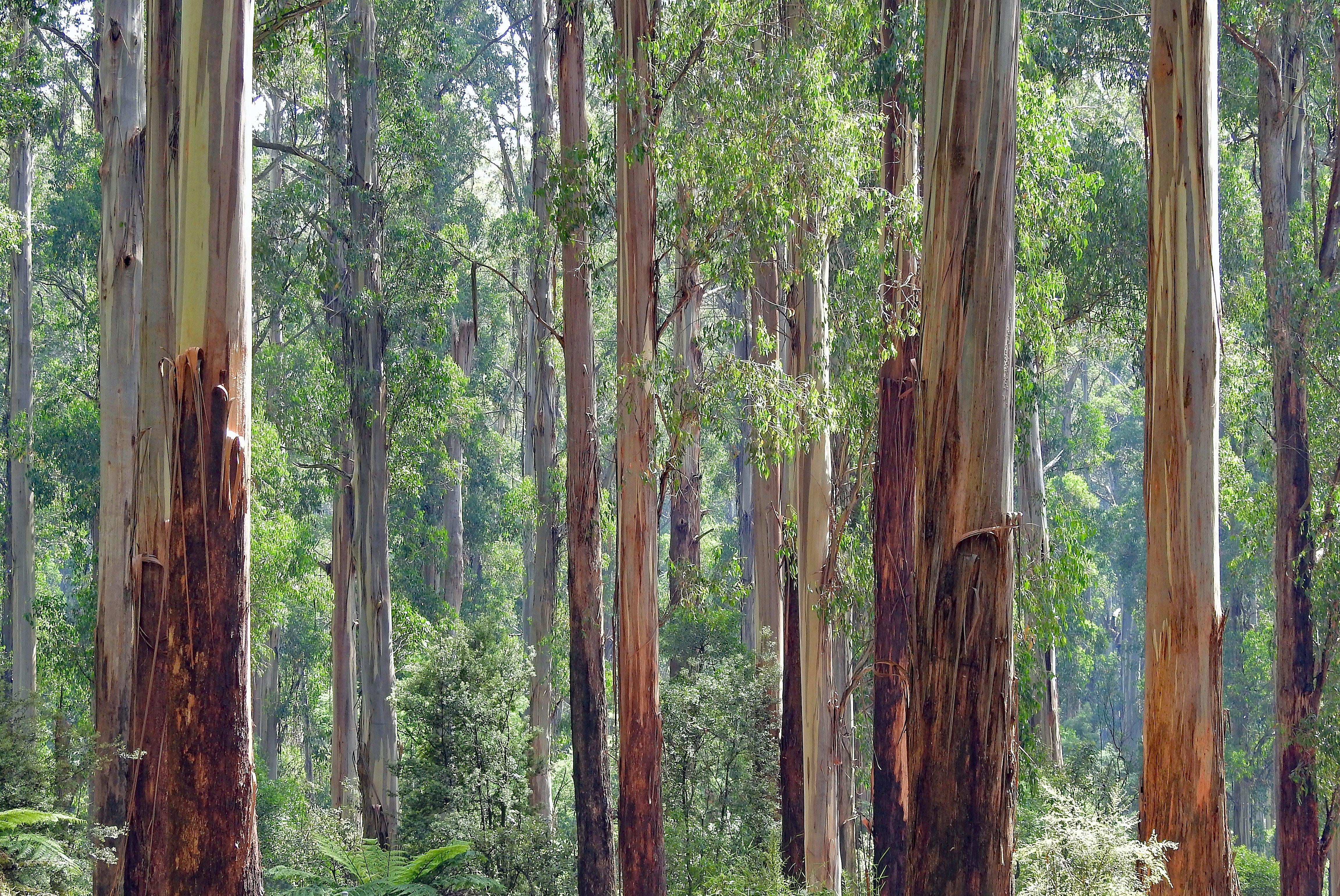 Sustainably managed eucalyptus forest used as the raw material for TENCEL™ lyocell sheets
